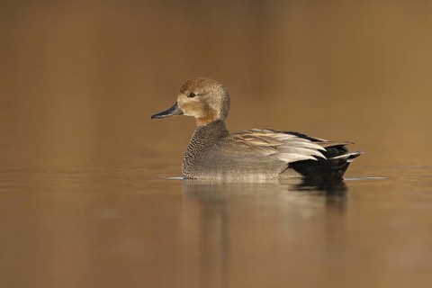 Gadwall (Mareca strepera), Utrecht, Netherlands