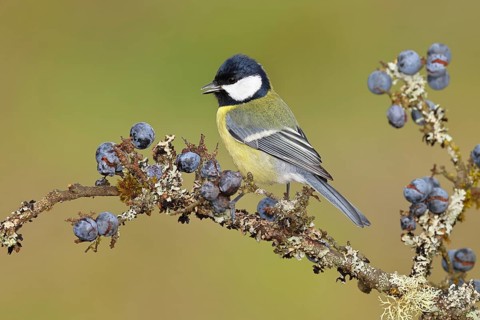 Great tit (Parus major), sitting on a branch in a blackthorn bush, (Prunus spinosa), sloes, with