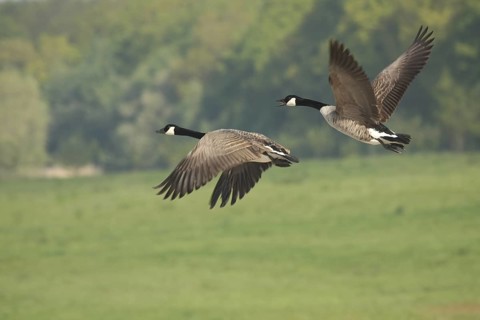 Canada Goose (Branta canadensis) flying, Lower Saxony, Germany