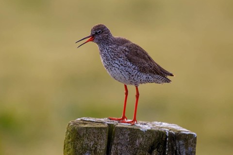 Common Redshank (Tringa totanus), calling, Netherlands