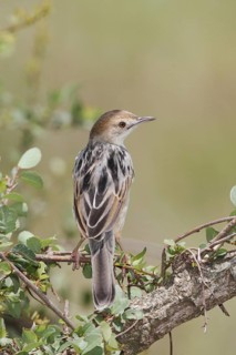 Winding Cisticola (Cisticola marginatus), Masai Mara, Kenya