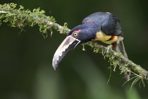 Collared Aracari (Pteroglossus torquatus) perched on a branch in Costa Rica, Central America