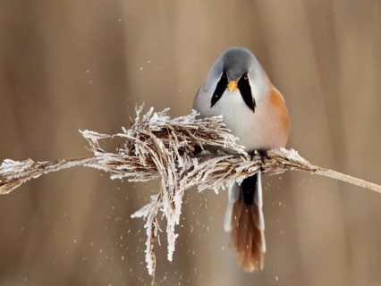 Bearded Reedling (Panurus biarmicus) male, Saxony-Anhalt, Germany