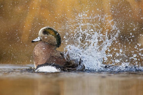 American Wigeon (Mareca americana) male bathing, BritishColumbia, Canada