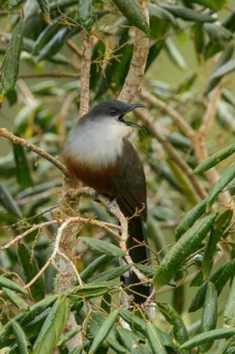 Chestnut-bellied Cuckoo (Coccyzus pluvialis) perched on a branch in Jamaica in the Caribbean