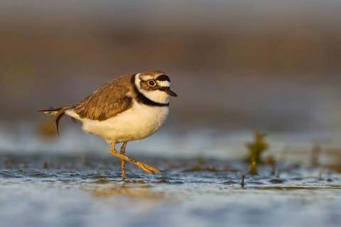Little Ringed Plover (Charadrius dubius) male foraging, North Rhine-Westphalia, Germany