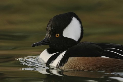 Hooded Merganser (Lophodytes cucullatus) male, Arizona, USA