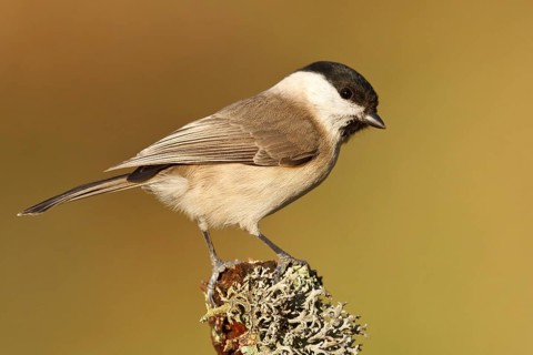 Marsh Tit (Poecile palustris), Rhineland-Palatinate, Germany