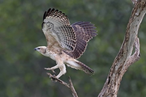 Changeable Hawk-Eagle (Nisaetus cirrhatus), Penang, Malaysia
