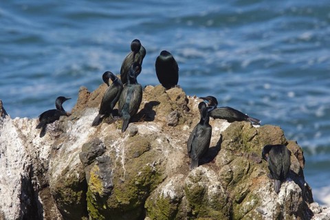Brandt's Cormorant Phalacrocorax penicillatus Oregon, United States 29 April Breeding colony on sea