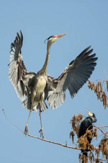 Grey Heron (Ardea cinerea), Baden-Wuerttemberg, Germany
