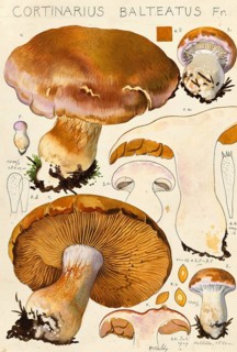 Mushroom, fungi, Cortinarius balteatus, violet-edged slime mould, authentic reproduction of an