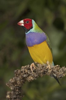 Gouldian Finch (Erythrura gouldiae)