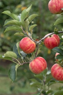 Apple (Malus domestica 'Karneval'), Bayerische Landesanstalt für W, Germany
