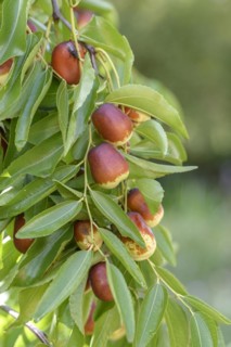 Chinese date (Ziziphus jujuba 'Lang'), Staatliche Lehr- und Versuchsanstalt für Gartenbau,