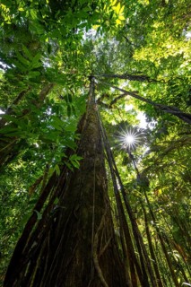 Dense vegetation in the tropical rainforest, roots of a strangler fig on a tree, view upwards, Sun