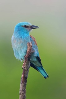 European roller (Coracias garrulus), on perch, Tower Hide, Tiszaalp-r, Kiskuns-gi National Park,