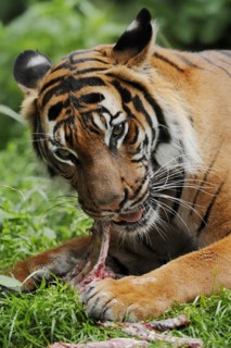 Sumatran tiger (Panthera tigris sumatrae), feeding, captive, occurring on Sumatra, Indonesia