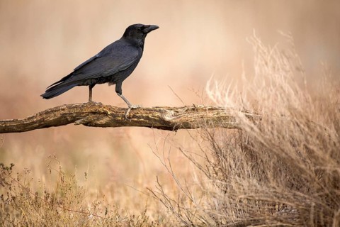 Northern Raven (Corvus corax), Castile-La Mancha, Spain