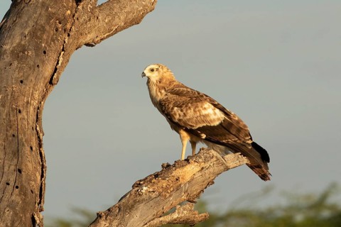African Harrier-Hawk (Polyboroides typus) juvenile, Lake Baringo, Kenya