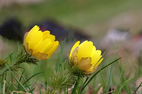 Spring adonis (Adonis vernalis), flowers in a meadow, early bloomer, spring, Wilnsdorf, North