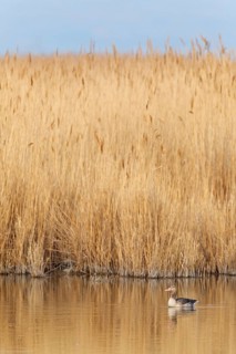 Greylag Goose (Anser anser), Lake Neusiedl, Austria