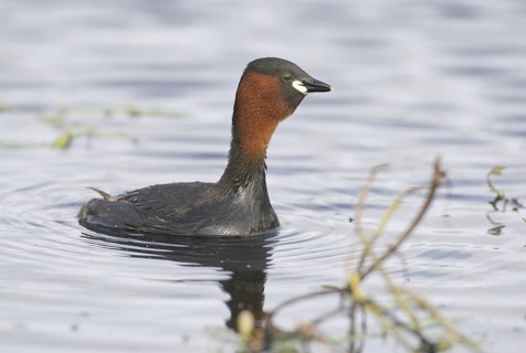 Little Grebe (Tachybaptus ruficollis), Mecklenburg-Western Pomerania, Germany
