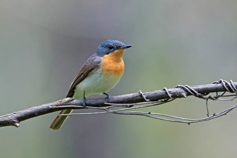 Satin Flycatcher (Myiagra cyanoleuca) female perched on a branch, Victoria, Australia