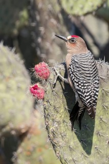 Grey-breasted Woodpecker (Melanerpes hypopolius) perched on a cactus in Oaxaca, Mexico