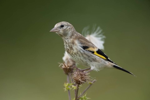 European Goldfinch (Carduelis carduelis), Schleswig-Holstein, Germany