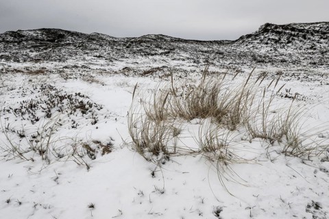 Dune landscape in snow, Langeoog, Lower Saxony, Germany