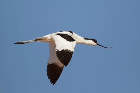 Pied Avocet (Recurvirostra avosetta) flying, Lesvos, Greece