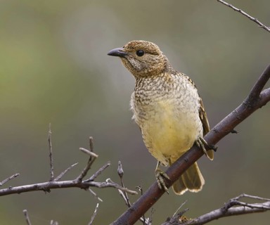 Spotted Bowerbird (Chlamydera maculata), Queensland, Australia