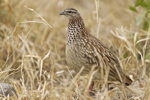 Crested Francolin (Dendroperdix sephaena), Kruger Park, South Africa