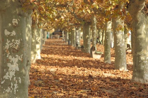 Rhine promenade and plane tree alley with autumn colors and fall leaves on the ground, autumn mood,