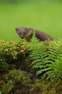 European pine marten (Martes martes) adult animal on a stone wall in summer, Scotland, United
