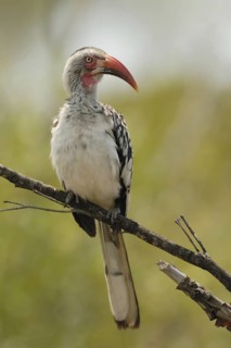 Northern Red-billed Hornbill (Tockus erythrorhynchus), Northern Cape, South Africa