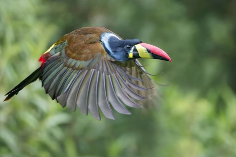 Gray-breasted Mountain-Toucan (Andigena hypoglauca) flying in Colombia, South America