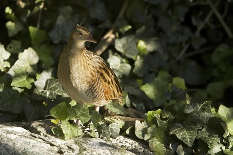 Corn Crake (Crex crex)