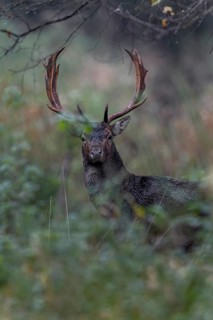 A fallow deer (Dama dama) leaves the rut and appears directly in front of my hide, rut, mating