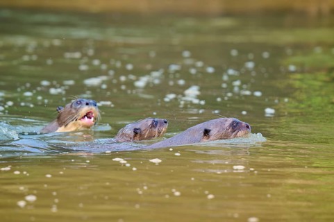 Otters swimming close together on the water surface, giant otter (Pteronura brasiliensis),