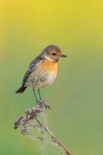 Stonechat, (Saxicola torquata), foraging, female, Bad D¸rkheim district, Eich,
