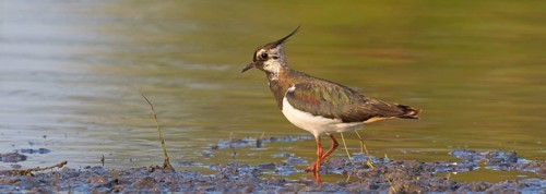 Lapwing, (Vanellus vanellus), animals, birds, lapwings, plover family, biotope, habitat, foraging