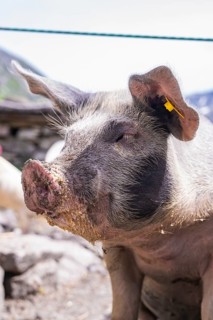 Close-up of a pig with a dirty snout in a mountainous landscape, Klein Tibet, Zillertal, Austria
