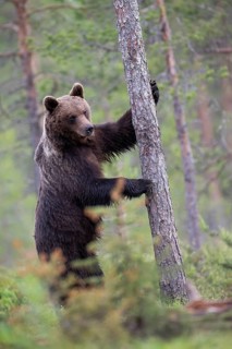 Brown bear (Ursus arctos) in the Finnish taiga, Kuusamo, Finland