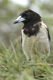 Pied Butcherbird (Cracticus nigrogularis), Queensland, Australia