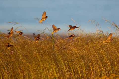 Spanish Sparrow (Passer hispaniolensis) flock flying, Greece