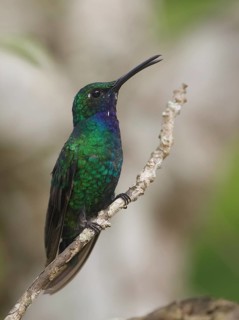 White-tailed Sabrewing (Campylopterus ensipennis) male, Trinidad and Tobago