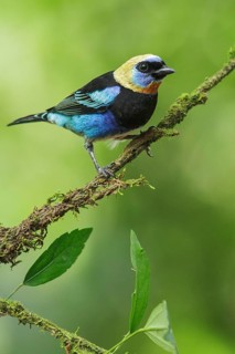 Golden-hooded Tanager (Tanagara larvata) perched on a branch in Costa Rica