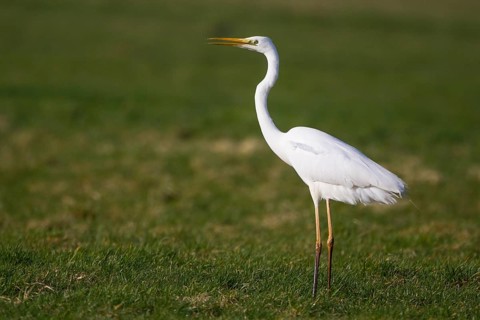 Great Egret (Ardea alba), Netherlands